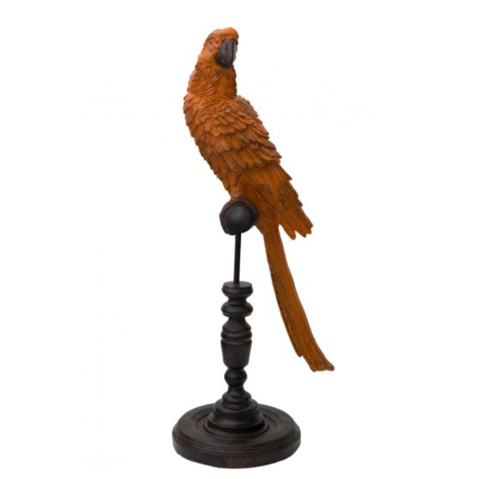 Parrot - Orange
