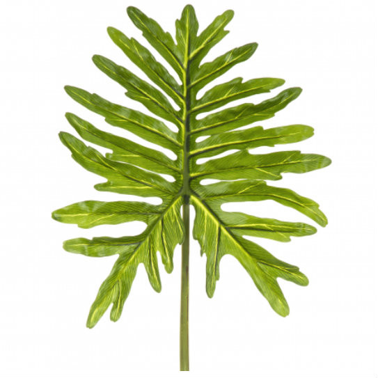 Phildendron Leaf Stem