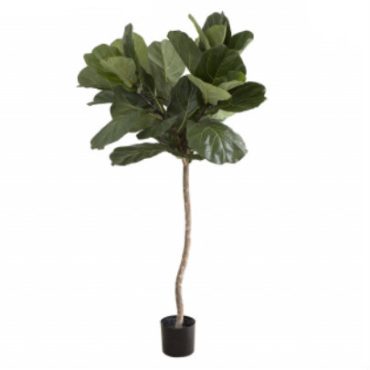 Fiddle Leaf Tree