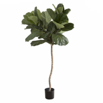 Fiddle Leaf Tree