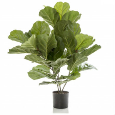 Fiddle Leaf Plant