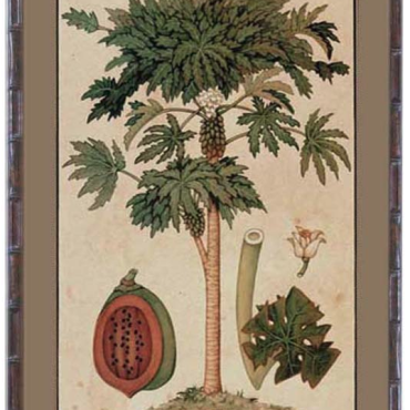 Plantation Artwork - Pawpaw Palm