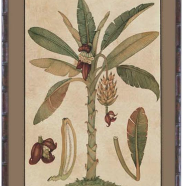 Plantation Artwork - Banana Palm