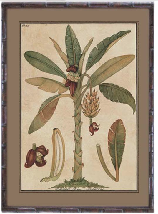 Plantation Artwork - Banana Palm