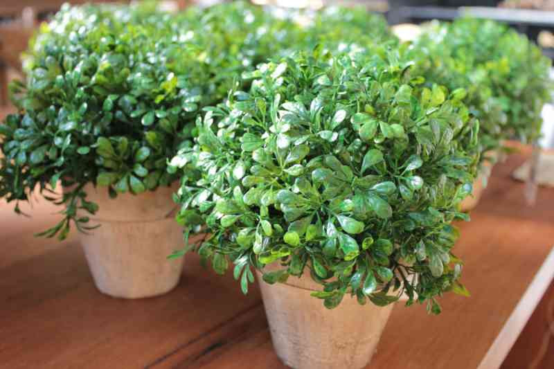 IMG_2295_2528Comp2529__46577__05011.1553740781.1280.1280