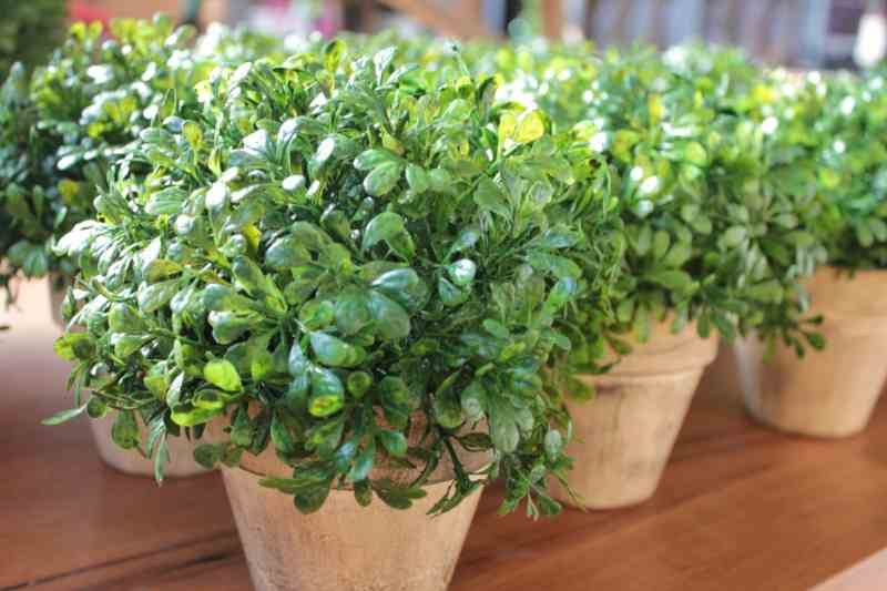 IMG_2297_2528Comp2529__47868__31449.1553740781.1280.1280